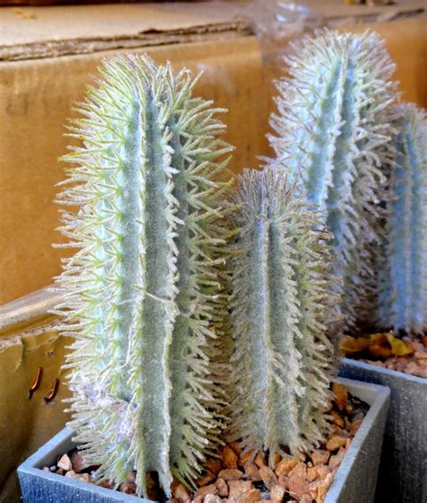 We did not find results for: danger garden: Low light succulents?
