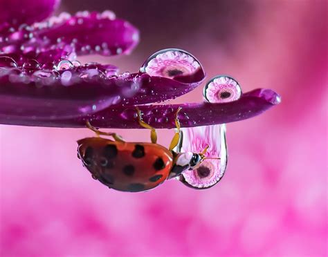 Macro Photography Reveals Water Droplets As Miniature Works Of Art