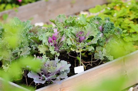 Planting Times For Zone 6 When To Plant Vegetables In Zone 6 Gardens