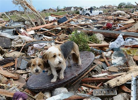 Joy Amid Tornados Destruction As Owners Find Lost Pets
