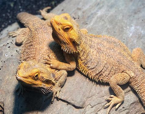 Are Bearded Dragons The Best Pet Lizard Pics Blue Dragon Pets
