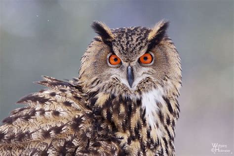 European Eagle Owl Owl Photos Owl Pictures Awesome Owls Beautiful