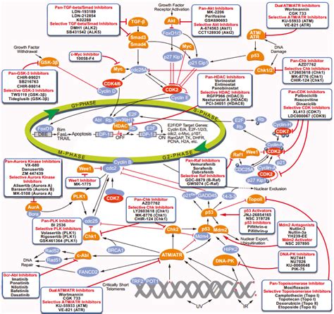 Unexpectedly, krp6 overexpressing lines revealed a distinct role for this specific krp as an activator of the mitotic cell cycle. Selleck Inhibitors