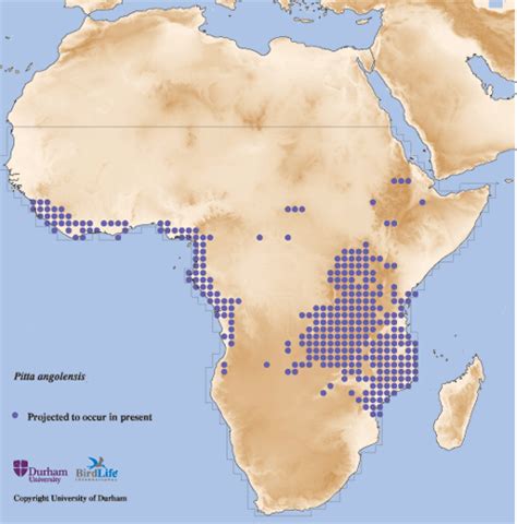African Pitta Pitta Angolensis BirdLife Species Factsheet