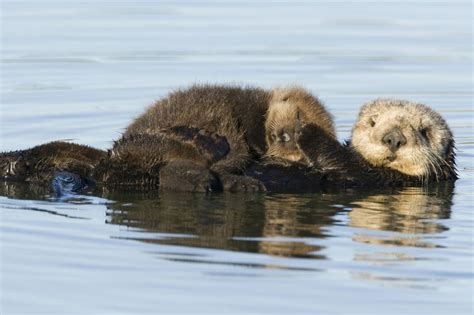 Sea Otter Mother And Pup Sea Otter Baby Sea Otters Otter Pup