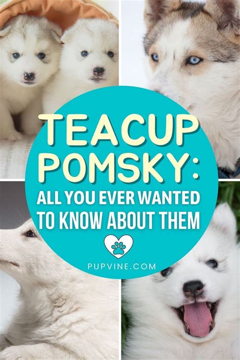 Teacup Pomskies Are The Result Of Crossing Runts From Litters Of