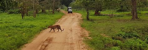 Kumana National Park Bamboo Travel