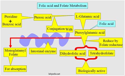 Folic Acid And Folate Labpedia Net