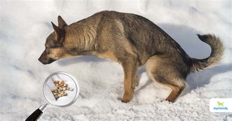 One project involves teaching animals how to find out which patients have bladder cancer using only urine samples. Home Remedies For Bladder Stones In Dogs | Dogs Naturally