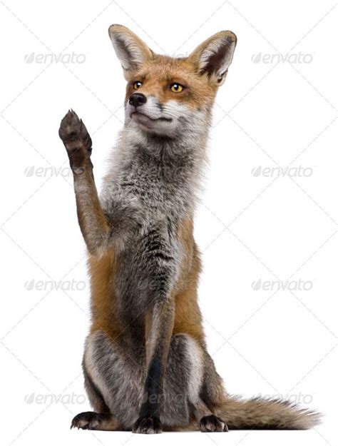 Red Fox, 1 year old, sitting with paw raised in front of white