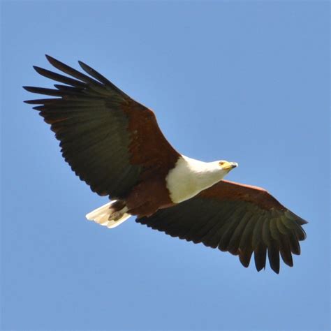 Birds Of The Zambezi Region Of Namibia The Mad Traveler