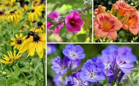 10 Awesome Kansas Perennials Photos And Growing Tips Garden Lovers Club