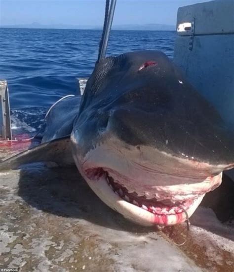 Massive Shark Report ‘deep Blue Is Biggest Great White Caught On Film
