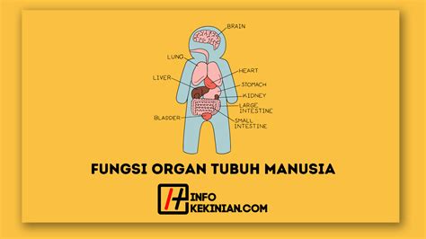 5 Fungsi Organ Tubuh Manusia Yang Memiliki Peran Penting