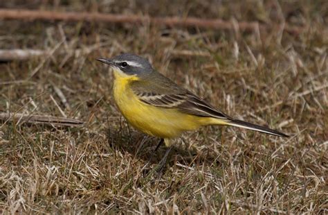 Sharpes Birds Blue Headed Wagtail