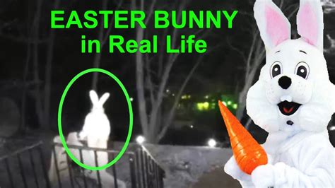 5 Easter Bunny Caught On Camera And Exist In Real Life Youtube