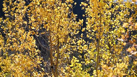 Premium Stock Video Golden Aspen Leaves Being Blown By A Strong Gust