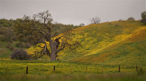 Carrizo Plain Super Bloom Photos