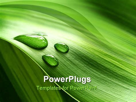 Powerpoint Template A Background Of Green Plant Leaf With Water Drops
