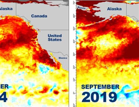 The Blob Returns Marine Heatwave Settles Over Pacific