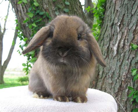 Some cacti are food for rabbits, though one might not expect this. My Little Family: September 2010