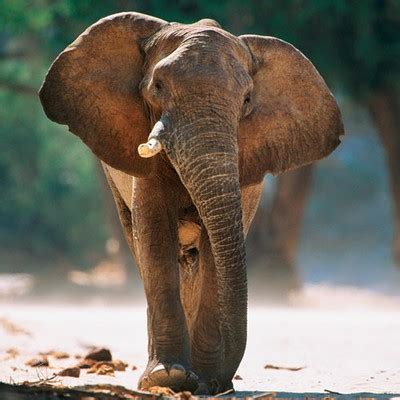 Последние твиты от level5_ia (@level5_ia). 100 Pics Animals Level 5 Answer - 100 Pics Answers