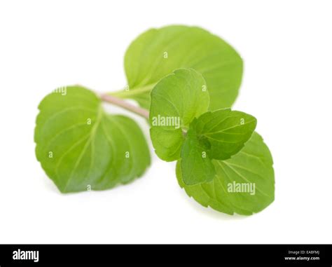 Fresh Mint Leaves Isolated On White Stock Photo Alamy