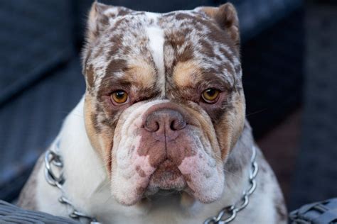 Merle English Bulldog: Everything We Know About This Rare Pup