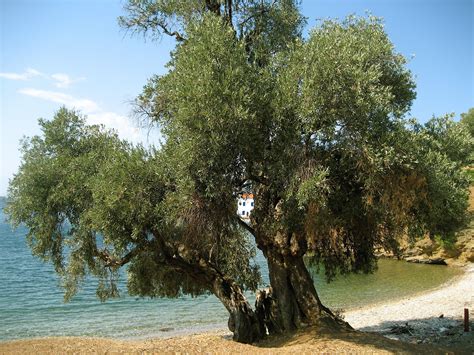 Olive Tree On The Beach Near Trikeri Greece Albania Árboles