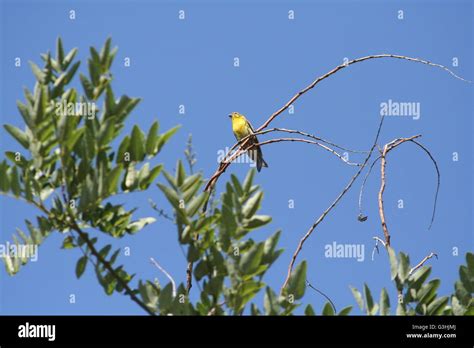 A Small Yellow Breasted Bird Sat On A Fine Branch Of A Tree Stock Photo