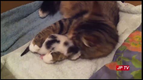 Baby Kitten Meowing For Mum Youtube