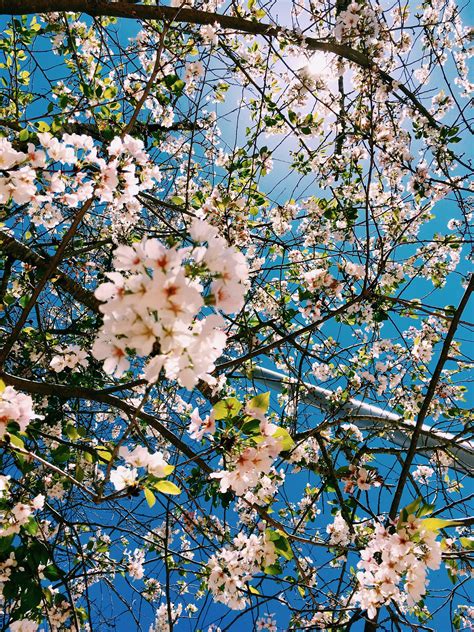 Aesthetic flowers wallpapers wallpaper cave. //PINTEREST: selinaa// (With images) | Cherry blossom ...