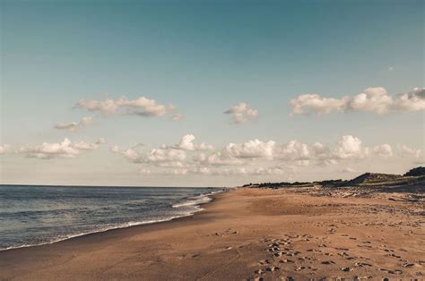 What Delaware Beaches Allow Dogs