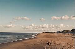 Paws On The Sand The Ultimate Guide To Dog Friendly Delaware Beach Escapes