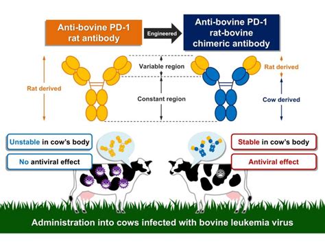 Overcoming Immune Suppression To Fight Against Bovine Leukemia