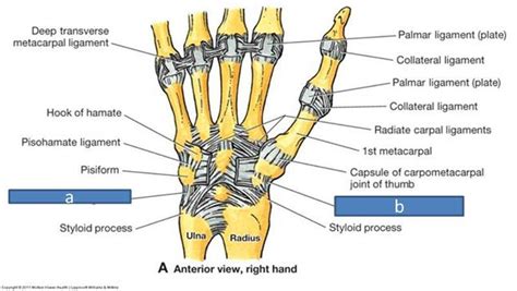 ligaments of the upper limb Flashcards | Easy Notecards