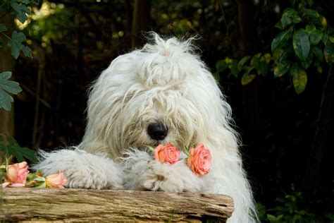 10 Irresistible Big Fluffy Dog Breeds Canine Weekly