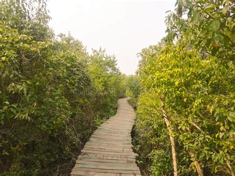 Winding Wooden Foot Path Through A Magical Mangrove Forest Stock Image