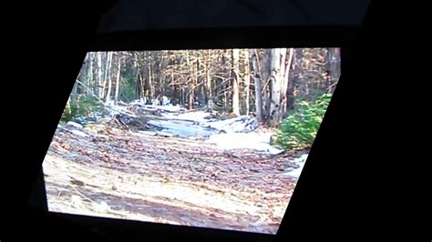 Maine Bigfoot Footage Enhanced Youtube