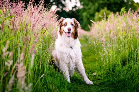 Download Wallpaper For 1400x1050 Resolution Australian Shepherd Dog