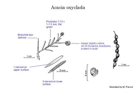 Factsheet Acacia Oxyclada