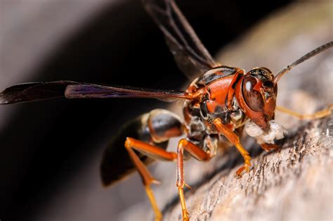 Red Wasp Queen