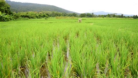 Rice Paddy Grow Stock Footage Video (100% Royalty-free) 1015246666 | Shutterstock