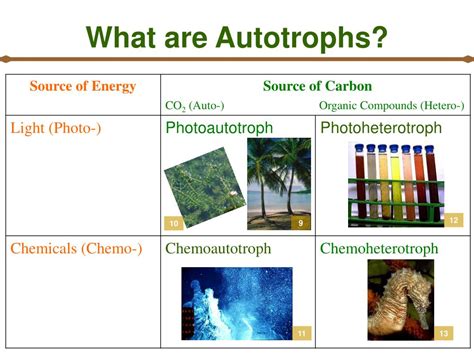 Ppt Ch 4 Autotrophy Powerpoint Presentation Free Download Id4406608