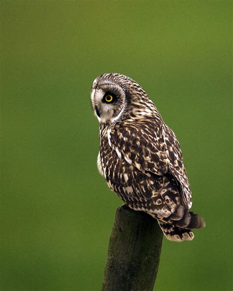 Short Eared Owl Photograph By Paul Scoullar Fine Art America