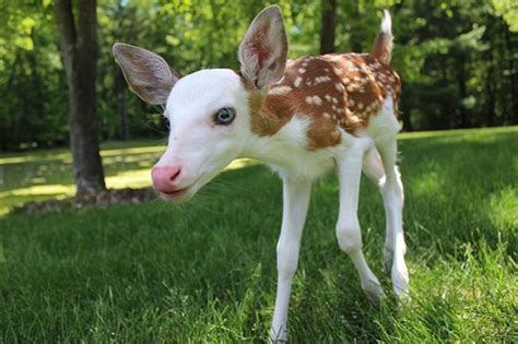 Rare Piebald Deer Fawn Abandoned By Mother Cottage Life