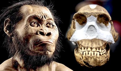 They have determined a shockingly young age for the. Homo Naledi: New species of human DISCOVERED in a cave in South Africa | Science | News ...