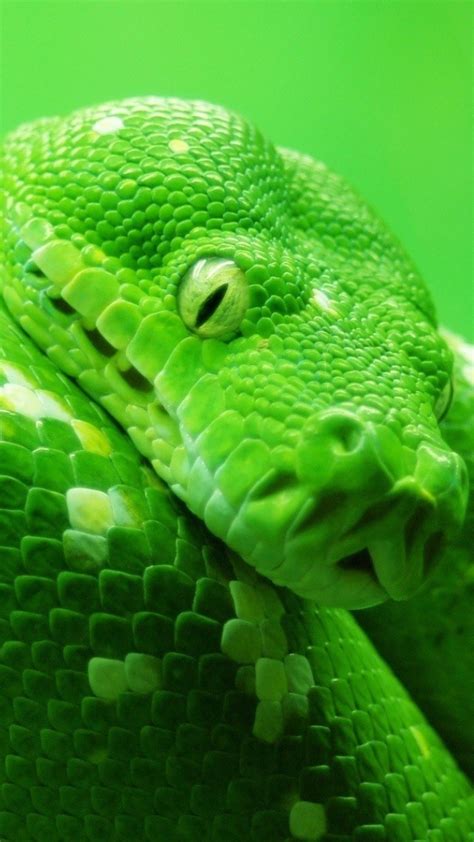 Wallpaper Snake Green 4k Animals 14978