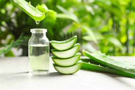 Aloe vera have a high water content (over 99% water) and it is a great way to hydrate.moisturize and rejuvenate the skin. How to Choose the Best Pure Aloe Vera Gel | TBOSC