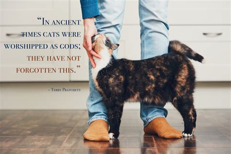 45 Best Cat Quotes For Every Occasion Shutterfly